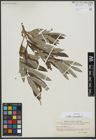 Foto von Salix viminalis L.